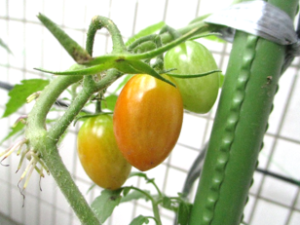 　『いろんな夏野菜🍆・・・元気に大きく育て』　
