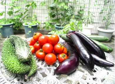 　『今年もいっぱい🍅夏野菜🍆が収穫できたぞぉ～(≧▽≦)』　