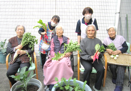 『よっこらしょ！！大根とカブがとれたぞ～(≧▽≦)』