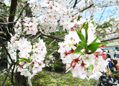 　『🌸桜前線到来、心弾む季節になりました』　